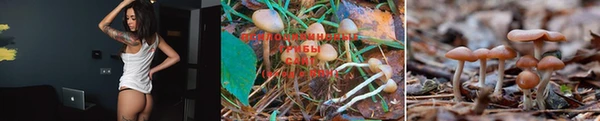 крисы Абдулино