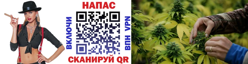 МАРИХУАНА индика Ессентукская
